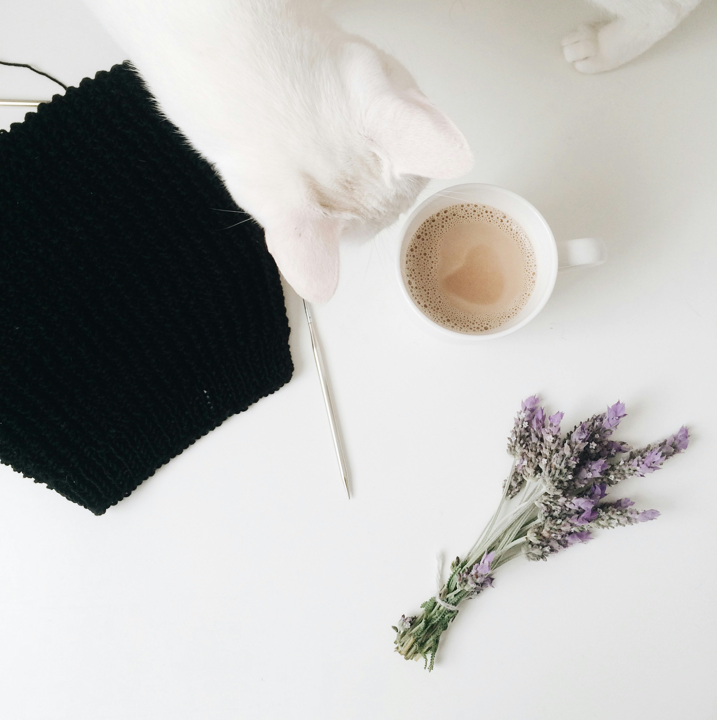 flatlay photo of white cat, cup of latte, and purple flowers
